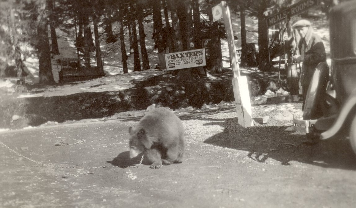 Baxter Bear 1930
