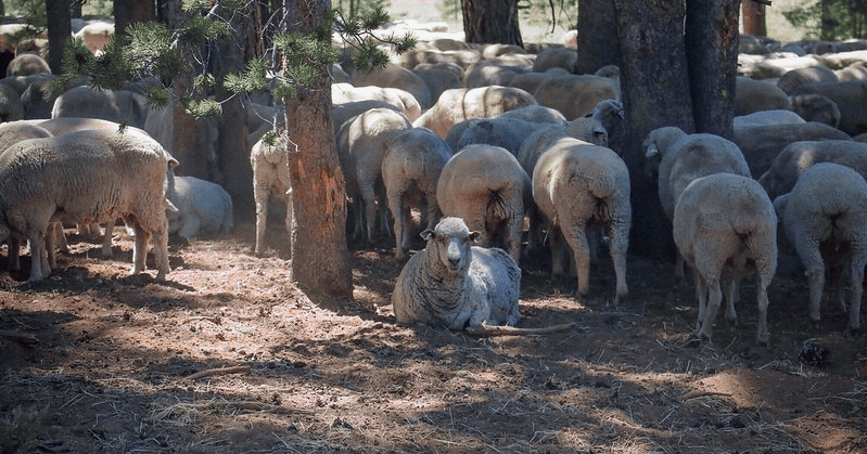 POTW sheep and team USA Photo GIF
