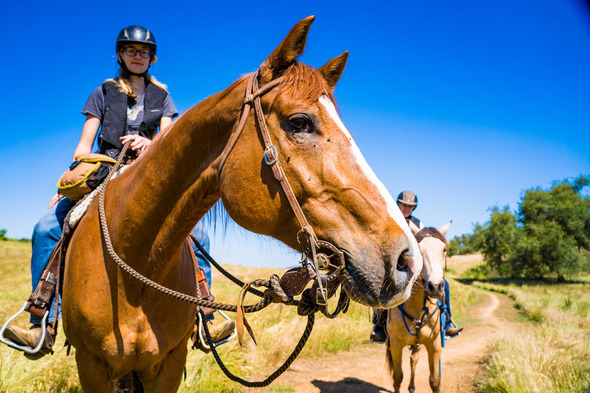 West Nile Virus awareness, photo of horseback riders riding horses