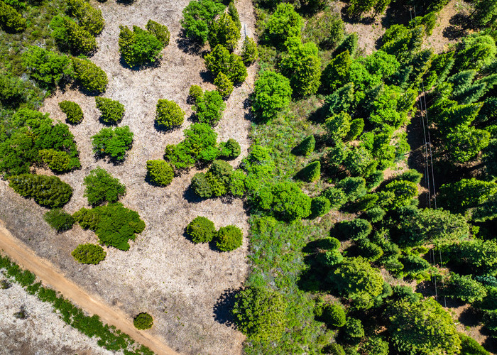 Areal view of trees and trails