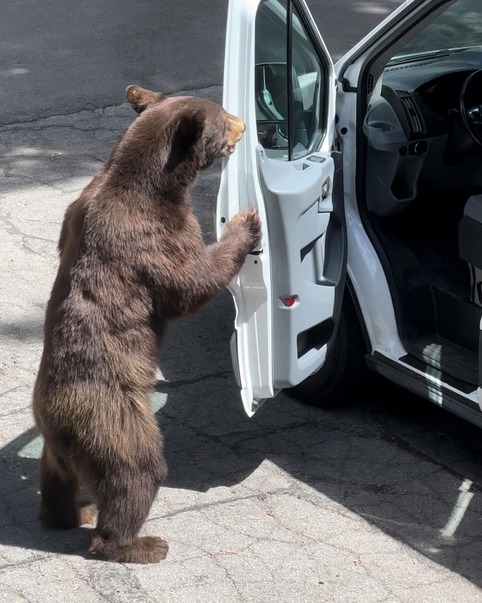 Photo of black bear cub in Tahoe City