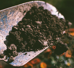 Biochar