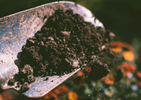 biochar on a shovel