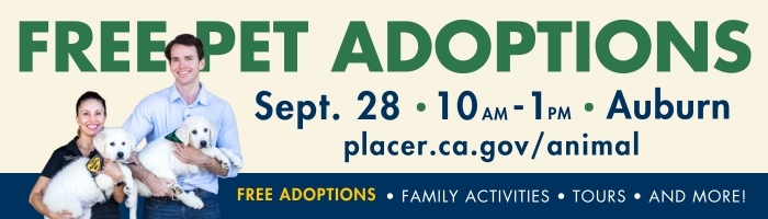 pet adoptions