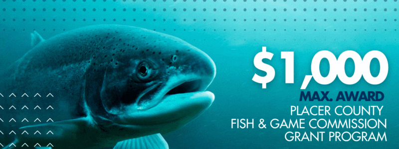 A fish with words Apply Now above its head - 1000 max reward