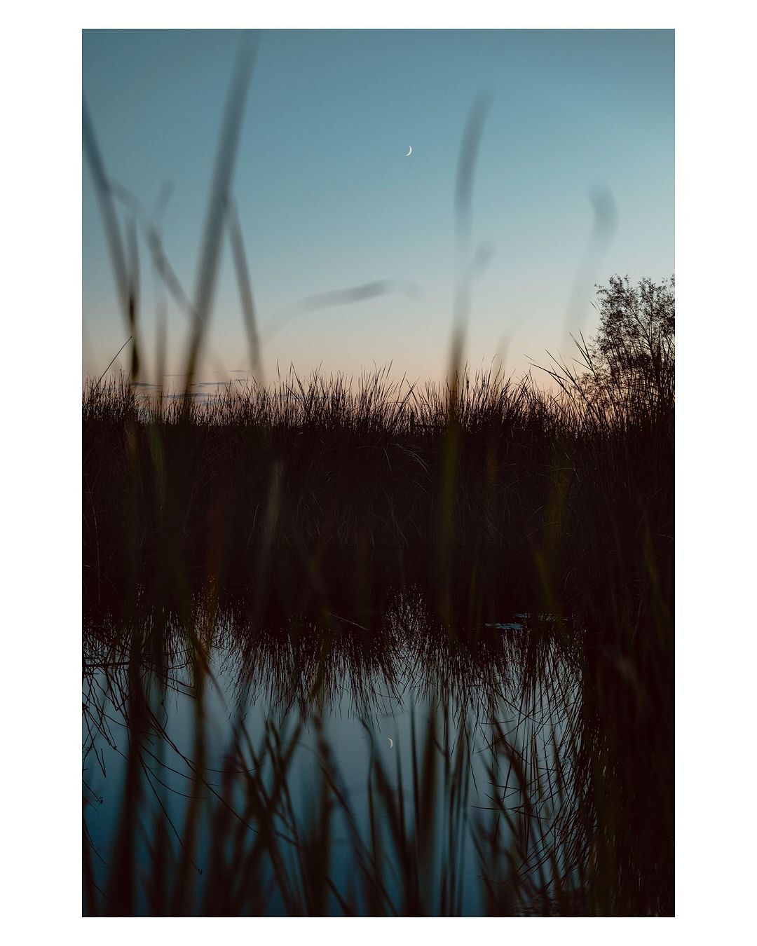 crest moon at twilight above a reflective pond surrounded by reeds. 