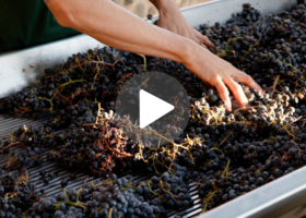 A hand grabbing at a bunch of purple grapes laying on a stained white tray. A white triangle in a circle is in the middle of the image. 