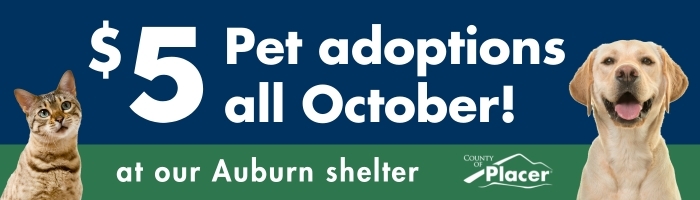 a graphic with the text $5 pet adoptions in October at our Auburn shelter