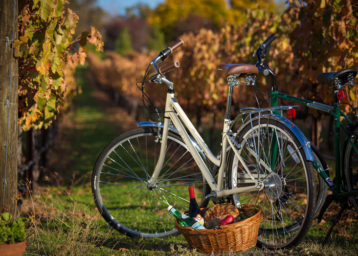 An image of two bikes in a vineyard with wine and a lunch basket.