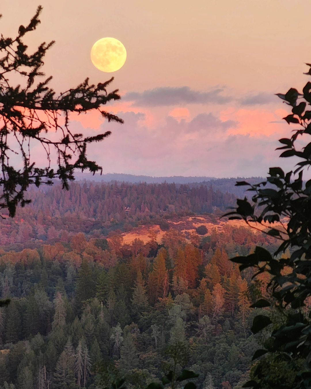 Large moon peeking through a tree branch