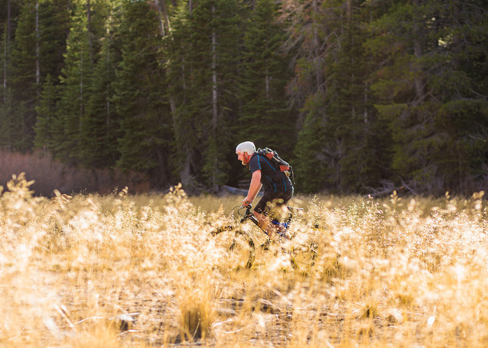 A male mountain biker rides through the tall heather - tall green pine trees in the background
