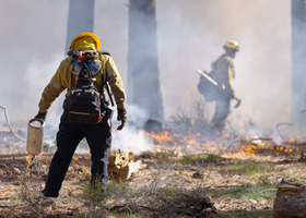 Firefighters in forest during a prescribed fire
