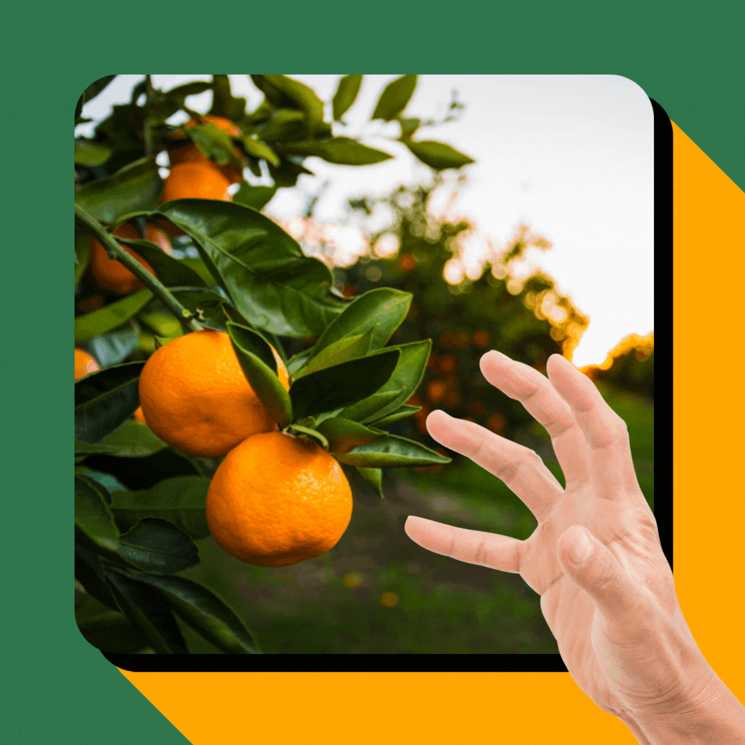 A man’s hand reaches for a cluster of mandarin oranges growing in an orchard