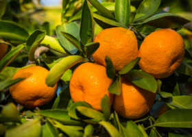 A cluster of five orange mandarins hanging on a tree.