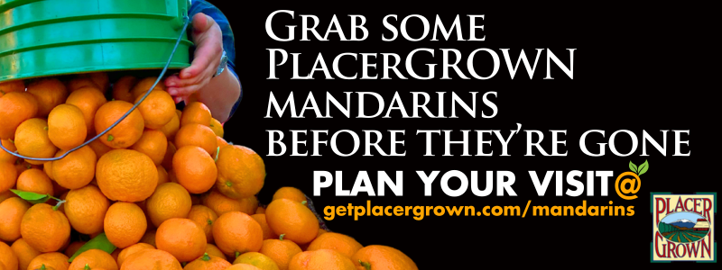 Mandarins being emptied from a green bucket. Text overlay: Grab some Placer Grown mandarins before they’re gone.
