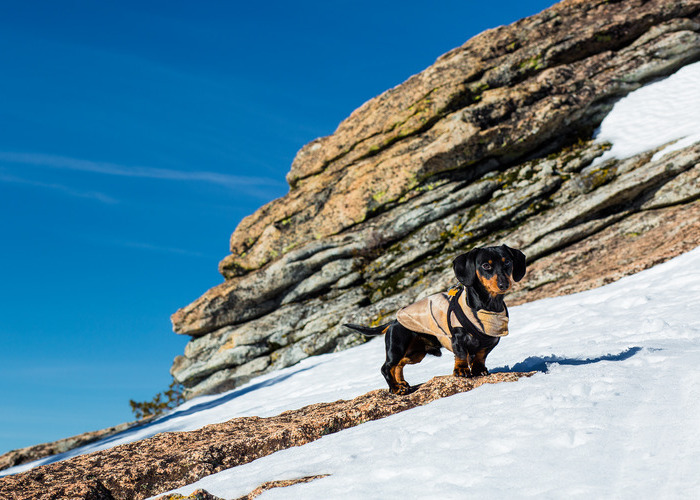 Cut dog bundled up in the snow