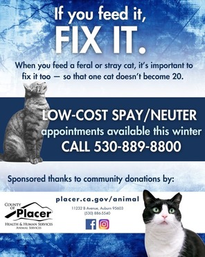 spay and neuter