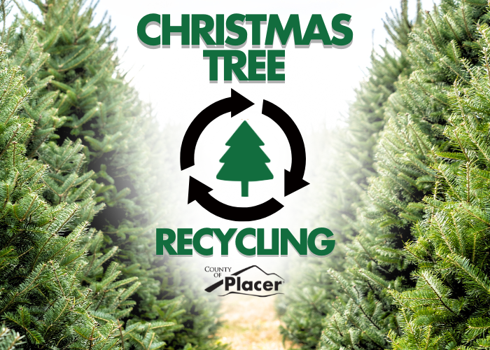 Close up of pine trees aligned in rows, text in middle that reads: "Christmas Tree Recycling" 