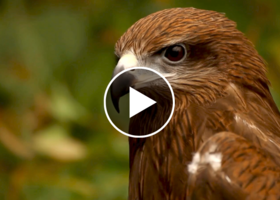 Close up image of falcon face and head