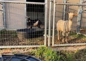 Image of two goats standing in pen from rescue