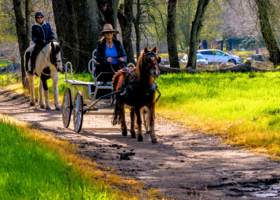Woman riding a horse and carriage followed by a woman riding horseback on a trail amid oak trees and grass