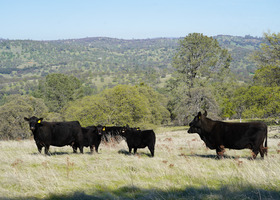 Cattle on Vista Ranch property