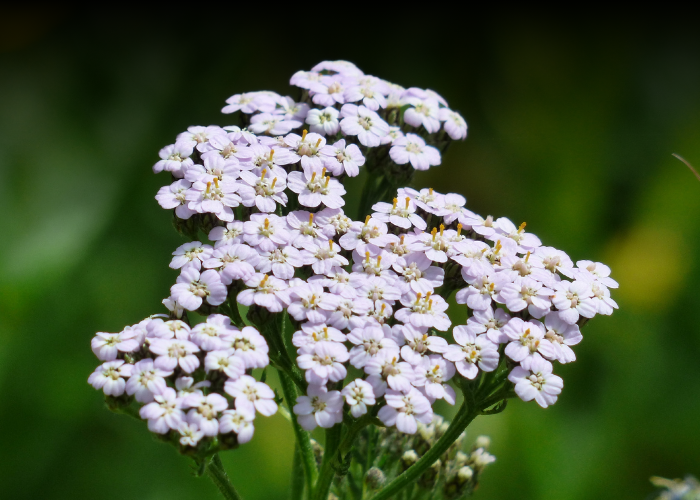 yarrow