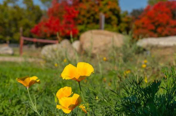 Three poppies in the foreground at Loomis park with red foliage and rocks in the background.