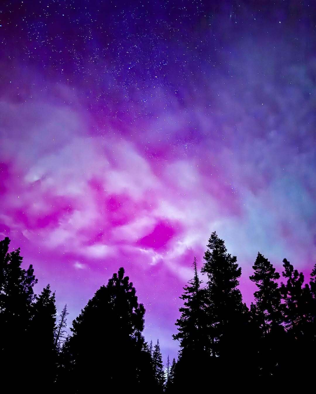 Northern lights glow above a black silhouette of pine trees