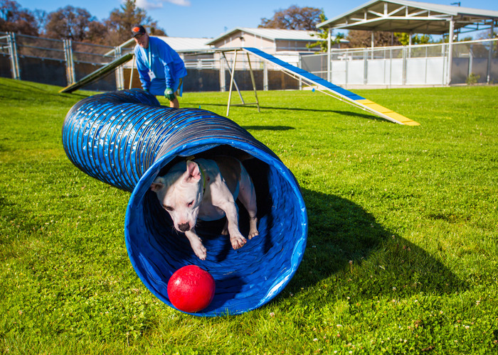 dog running through a tunnel lunging at a red rubber ball