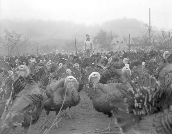 Male turkey farmer surrounded by many grown turkeys