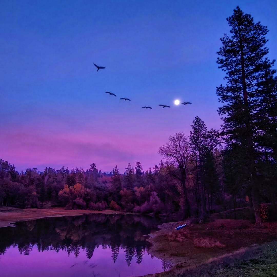 purple sunset over a pond and a flock of birds