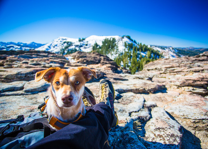 dog resting on lap of a person sitting on a mountain peak with snow capped mountains in the background