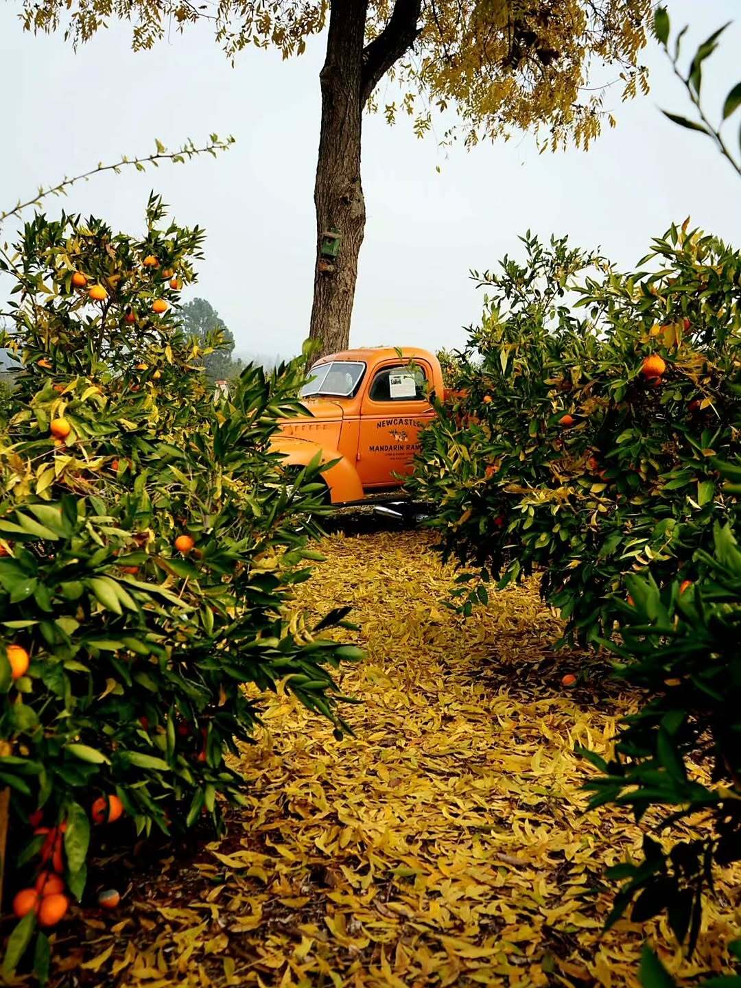 A truck in a mandarin orchard