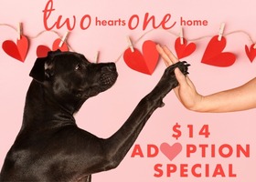 Dog and human touching paw/hand with text “two hearts one home” and “$14 adoption special”