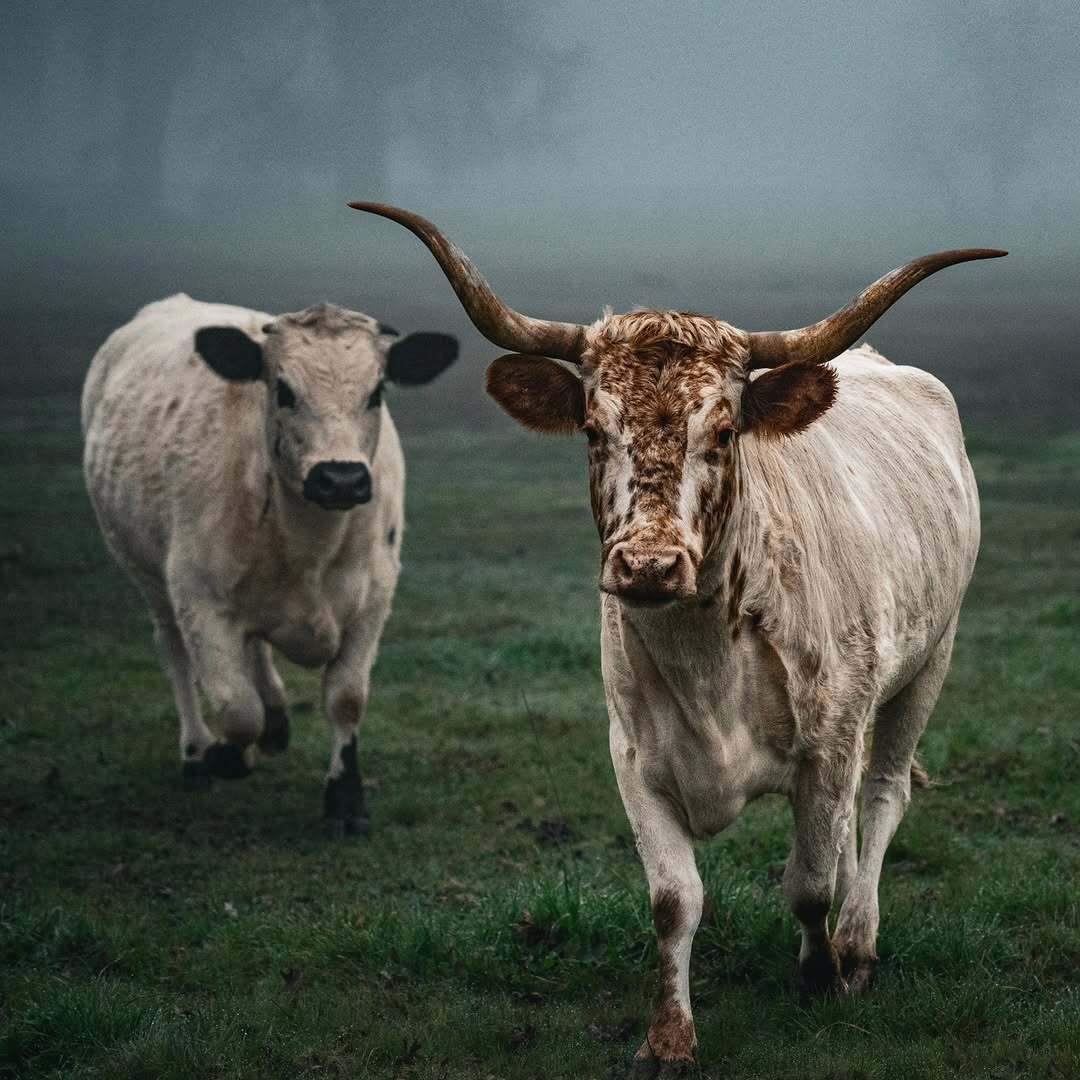Photo of 2 highland cows with horns