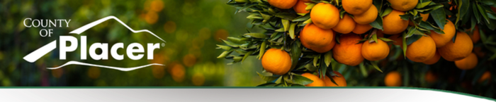 Mandarin oranges on a tree with white Placer County logo