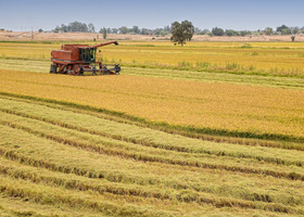 Tractor harvesting rice fields
