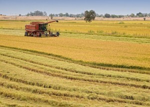 Tractor harvesting rice fields
