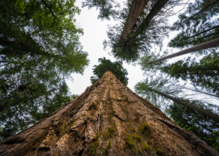 A massive tree shown from the ground looking towards the sky.