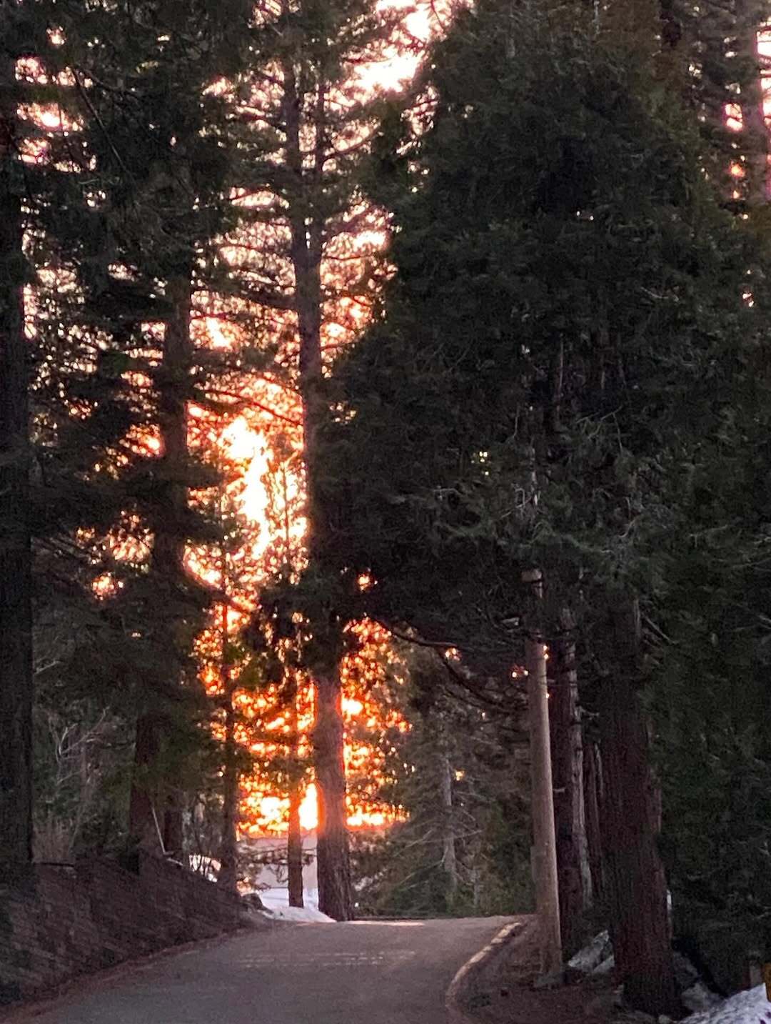 Image of road in between tall pine trees with sunlight seeping through