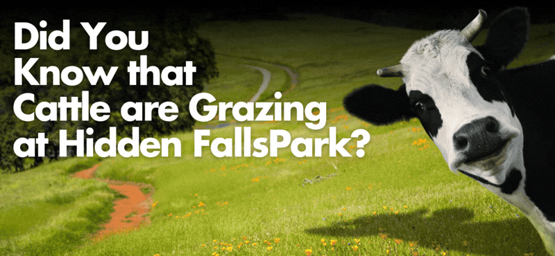 Black and white cow casts shadow over rolling green field filled with orange flowers. Text reads cattle grazing at Hidden Falls Park.