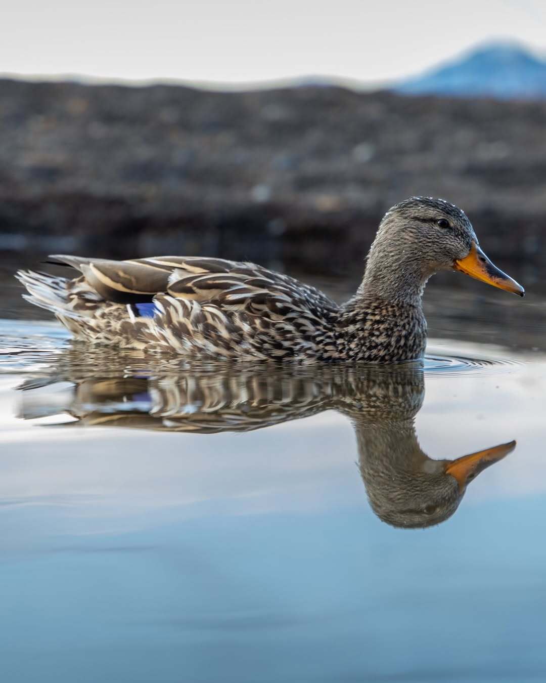 Image of duck on clear still water that it has a reflection