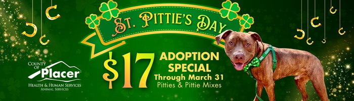 A brown pit bull with a green bowtie. Text reads “St. Pittie’s Day”  $17 Adoption Special through March 31 – Pitties & Pittie Mixes.” Green background