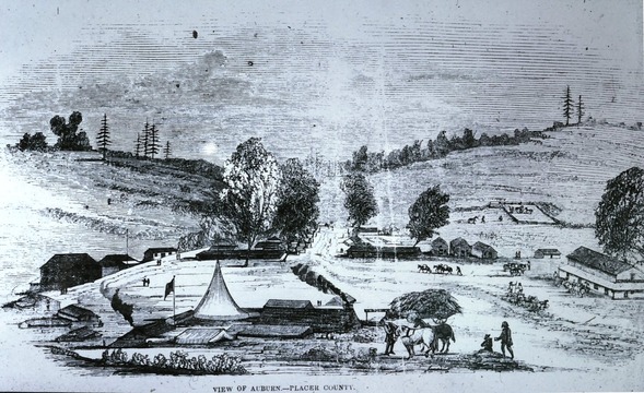 Black and white illustration of early auburn