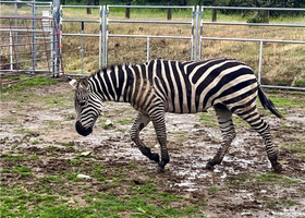 Zeus the Zebra explores a muddy, penned yard