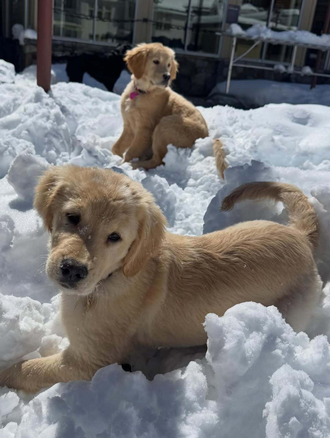 Two golden retriever puppies in the snow