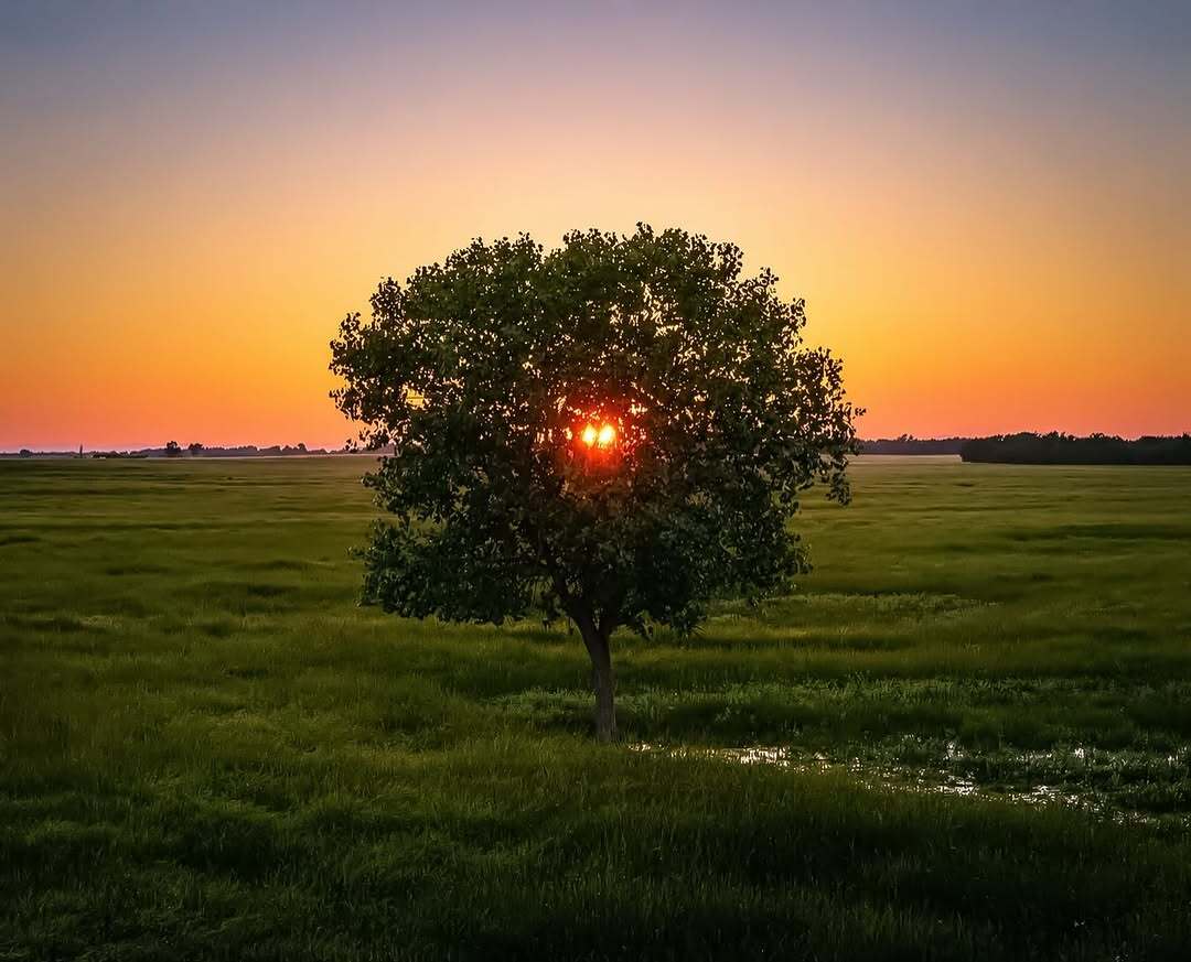 Tree with sunset behind it