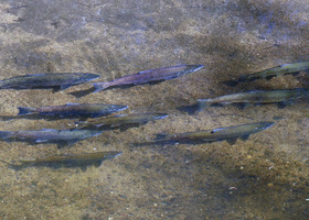 Salmon swimming in the Auburn Ravine