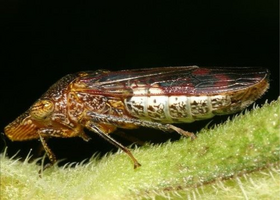 Insect sits on a plant.